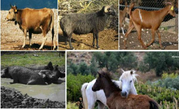Γενετική Βελτίωση Αγροτικών Ζώων