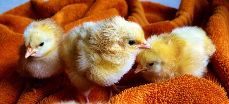 Εκκολαπτήρια-Μονάδες Πολλαπλασιασμού (πατρογονικά)