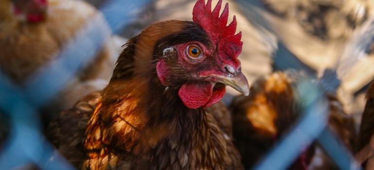 Γρίπη των Πτηνών Γρίπη των Πτηνών