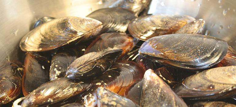 Βόρειο Αιγαίο (αποφάσεις για δίθυρα μαλάκια)