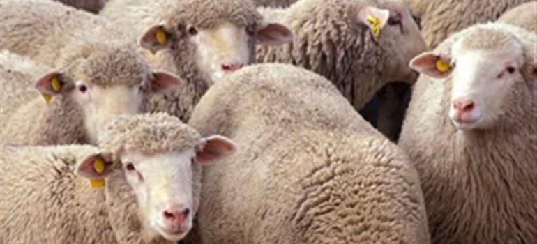 Μέσα Σήμανσης Βοοειδών, Αιγοπροβάτων & Χοίρων