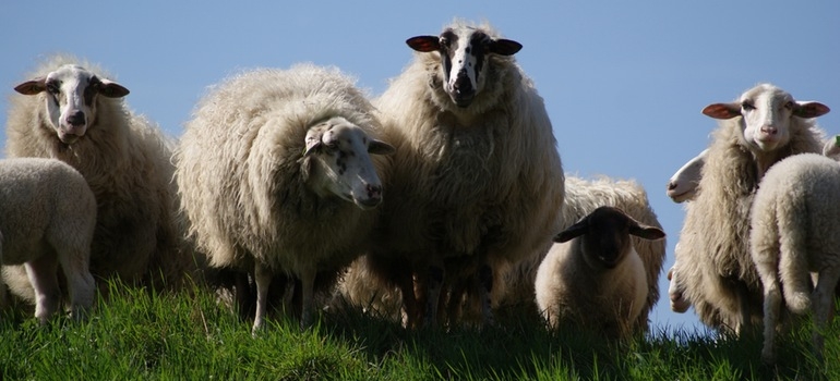 Ασθένειες Αιγοπροβάτων