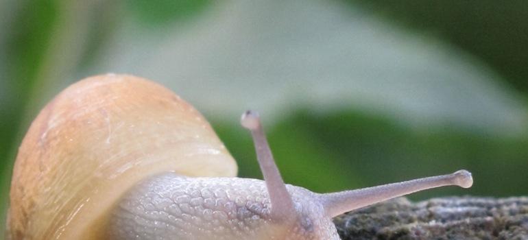 Χερσαία Σαλιγκάρια