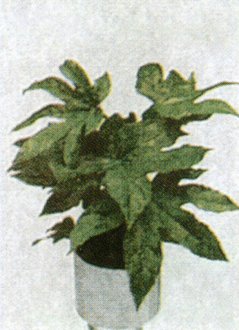 Αράλια aralia