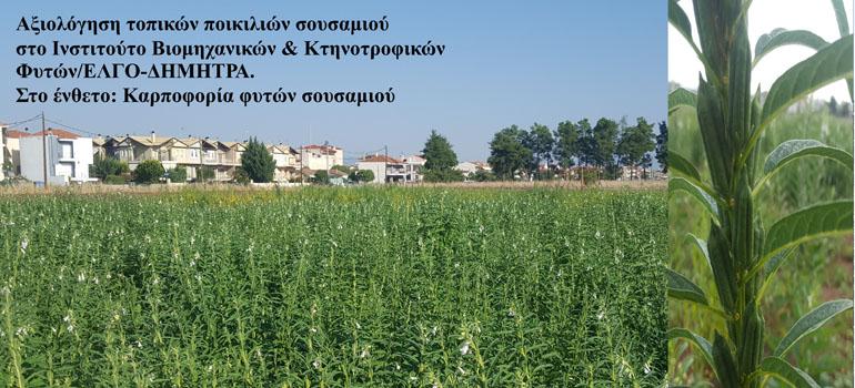 8programmagenetikousporous0302263