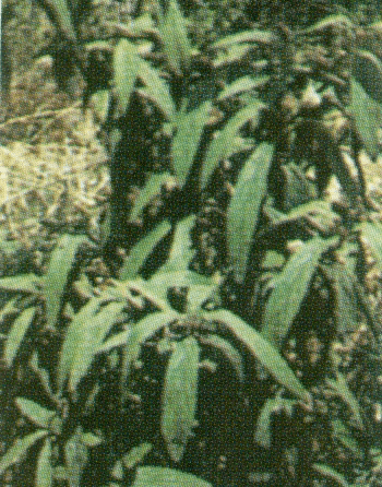 bimpourno rytidofylo