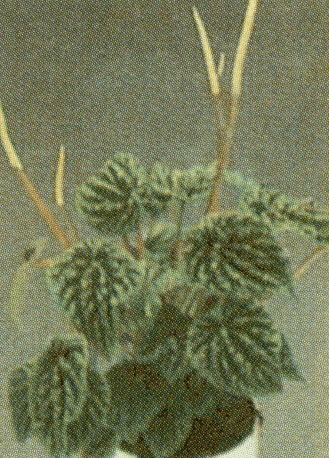 peperomia