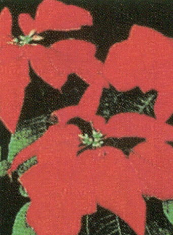 poinsetia