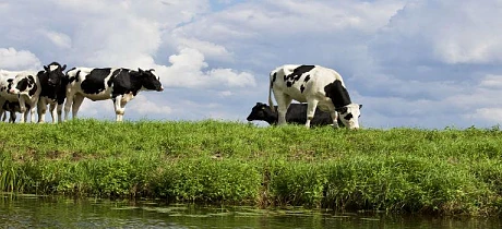 Transporter of Animals